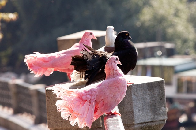 静的点球将 静的点球将