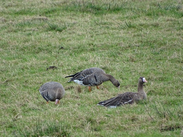 仅展现出亚 仅展现出亚